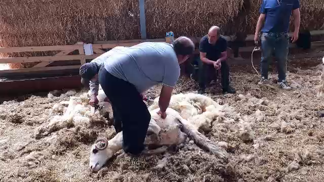 Ciobanii români riscă să devină infractori dacă continuă să ardă lâna. Ce a decis guvernul