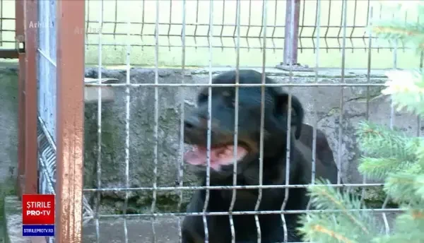 O femeie din Galați a fost mușcată de un câine pe care a vrut să îl hrănească