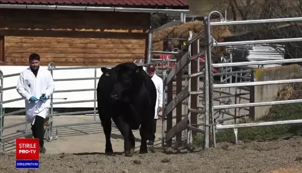 Cei mai frumoși tauri din România au făcut spectacol la o licitație organizată în Mureș. Cât a ajuns să coste un exemplar