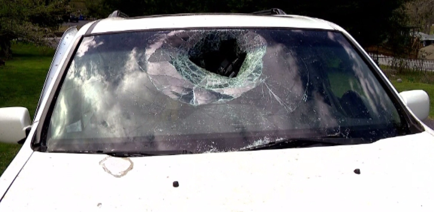 O ursoaică cu pui a distrus complet mașina unei familii din SUA. Cum a reușit să scape din interiorul vehiculului