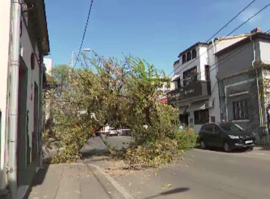 Un copac de mari dimensiuni s-a prăbușit pe o stradă din Sectorul 2 al Capitalei