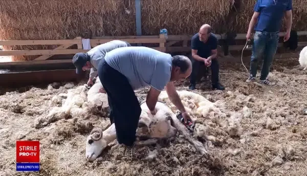 Ciobanii români riscă să devină infractori dacă continuă să ardă lâna. Ce a decis guvernul