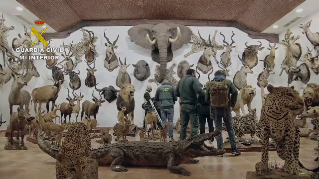 Cea mai mare captură de animale împăiate din Europa. Sute de specii protejate erau ținute pe cinci hectare