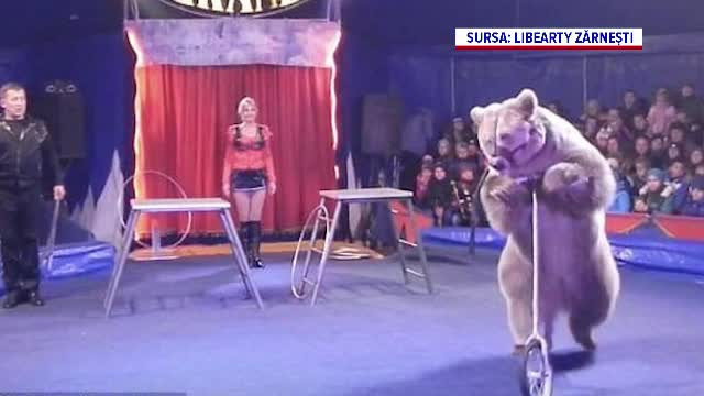 Ursoaica Masha, adusă din Ucraina la centrul din Zărneşti, a murit după un posibil atac cerebral