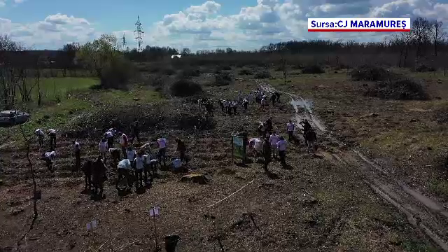 Autoritățile din Maramureș au început un program de împădurire. Campaniei s-a alăturat și un tânăr din Mexic