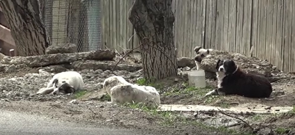 Primăria Iași, obligată să-i plătească daune unei femei care a fost atacată de 15 câini