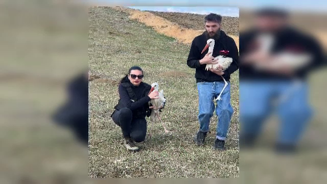 Zeci de berze care nu au reușit să migreze spre țările calde, îngrijite de voluntarii din Botoșani