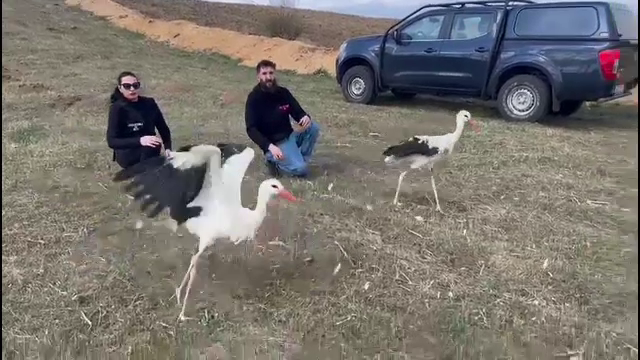 Berzele care nu au reușit să migreze în țările calde, salvate de voluntari