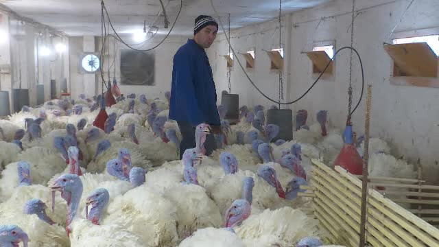 De ce refuză românii salarii de 4.000 de lei net, plus bonuri de masă, în agricultură