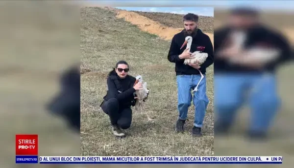 Zeci de berze care nu au reușit să migreze spre țările calde, îngrijite de voluntarii din Botoșani