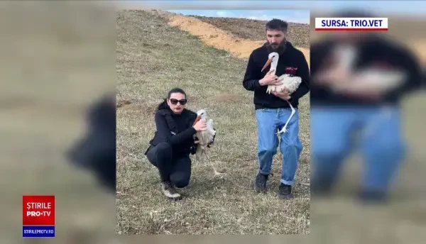 Berzele care nu au reușit să migreze în țările calde, salvate de voluntari