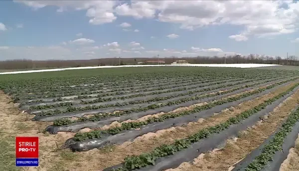 De ce refuză românii salarii de 4.000 de lei net, plus bonuri de masă, în agricultură