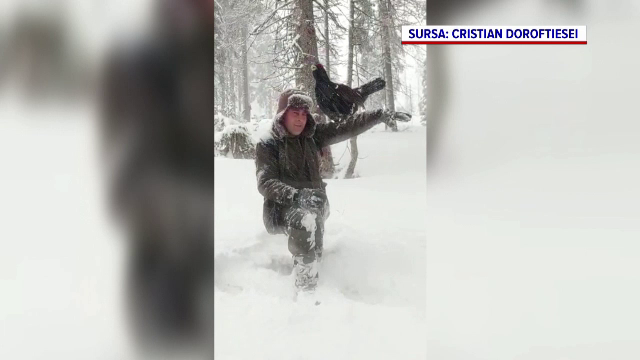 Cum a reacționat un cocoș de munte care s-a reîntâlnit după un an cu un fotograf, în munții Bucovinei