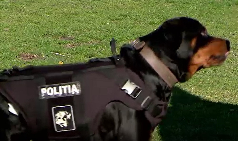 Toxa, mândria poliției din Iași. Câinele de asalt are peste 500 de misiuni îndeplinite