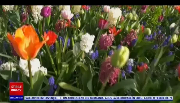 Renumita grădină cu lalele din Olanda și-a deschis porțile, după doi ani de pandemie