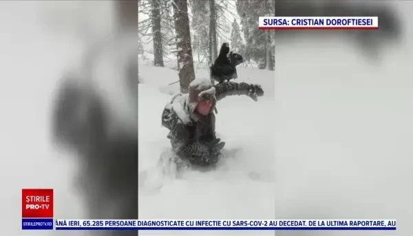 Cum a reacționat un cocoș de munte care s-a reîntâlnit după un an cu un fotograf, în munții Bucovinei