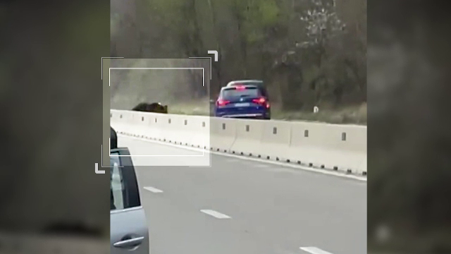 Cum ar putea fi împiedicate accidentele cu urși de pe șosele. Soluția care funcționează perfect în Timișul de Jos