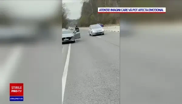 Un urs a fost lovit de două autoturisme, pe DN1, în dreptul localității Nistorești