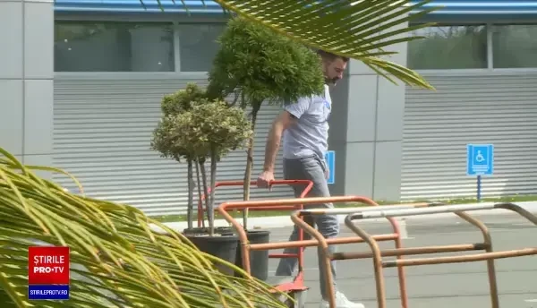 Odată cu încălzirea vremii omenii au început să cumpere tot soiul de plante. Care sunt cele mai căutate flori