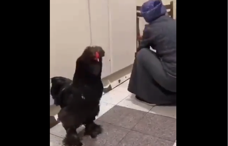 VIDEO O bunicuţă care a fugit din Mariupol şi-a luat cu ea şi cocoşul, prietenul ei în vreme de război