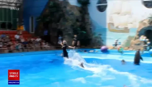 Patru delfini din orașul asediat Harkov ar trebui aduși la Constanța. Tratativele dintre cele două state, fără rezultat