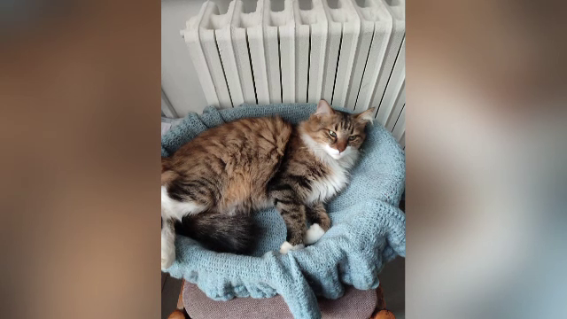 A dispărut pisica Muza, mascota Muzeului Județean Vaslui. „Probabil a fost furată și închisă”