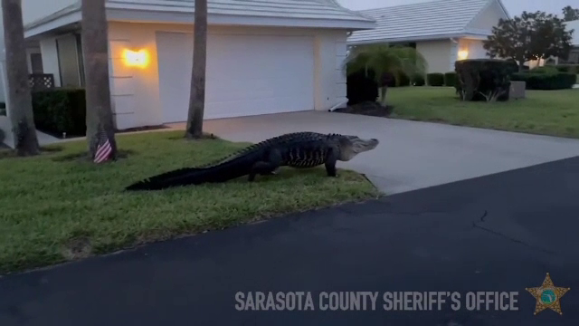 Un aligator uriaș se plimbă nestingherit prin curțile oamenilor