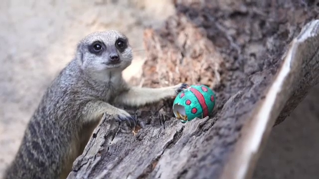 Animalele de la o grădină zoologică din Chile au primit ouă speciale de Paște