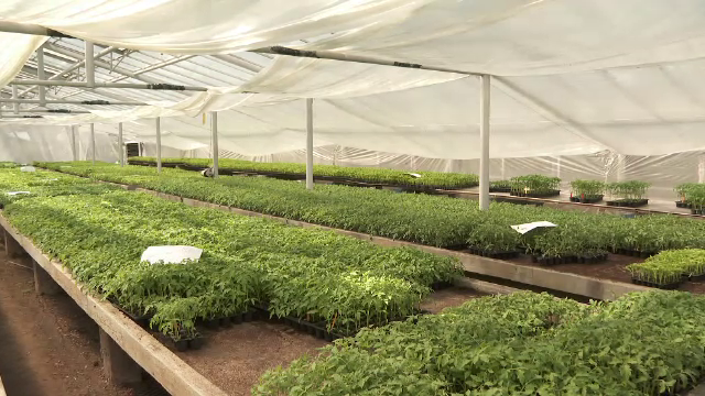 Peste 100.000 de răsaduri de legume și flori, de vânzare la serele unei universități din Cluj-Napoca