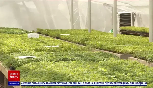 Peste 100.000 de răsaduri de legume și flori, de vânzare la serele unei universități din Cluj-Napoca