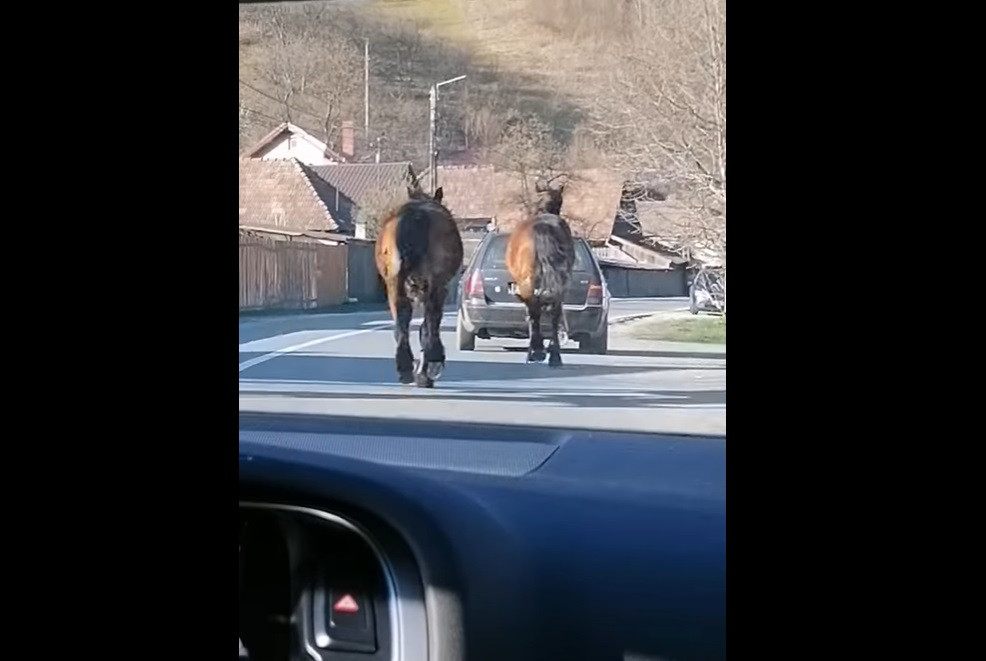 Caz revoltător în Cluj. Un cal a fost legat de o mașină și tras după aceasta