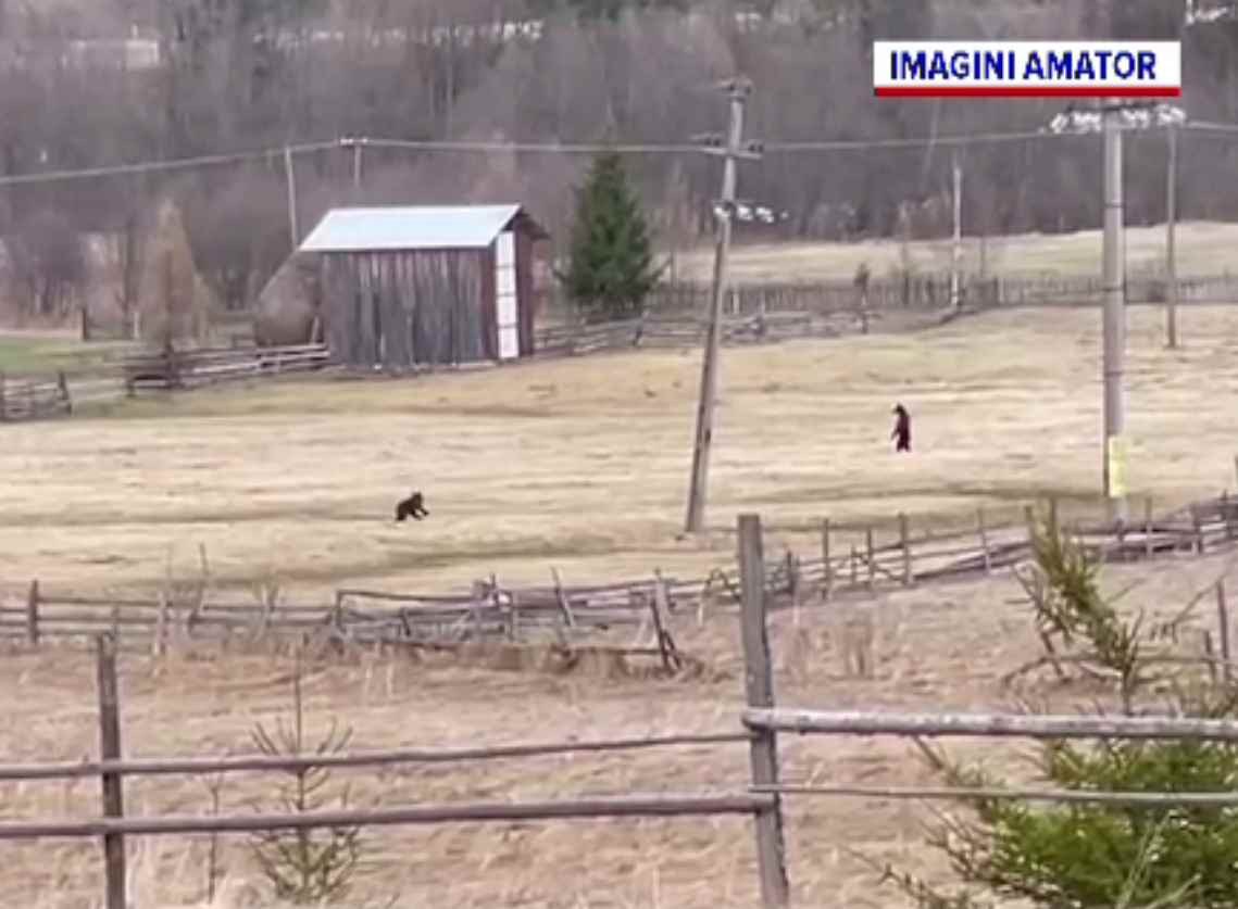 Câți urși au fost împușcați în România de când legea permite asta. Doi pui au rămas fără mamă, în Vatra Dornei