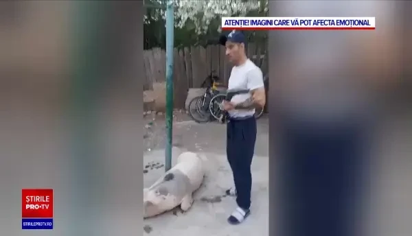 Imagini terifiante în Neamț. Un bărbat a ucis cu sadism un porc, după ce l-a lovit minute în șir cu un topor
