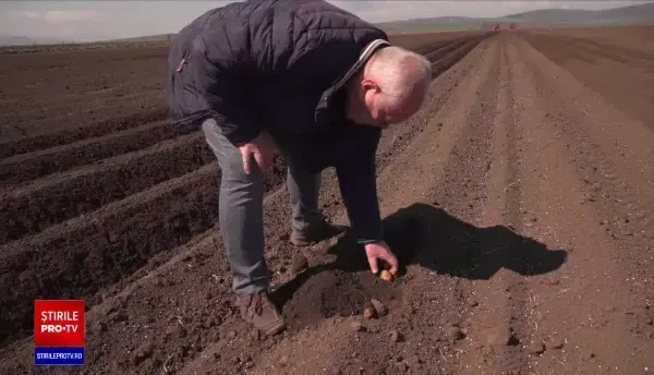 Premieră pentru țara noastră: cultivatorii de cartofi vor primi de la stat ajutor, în cadrul unui program de susținere