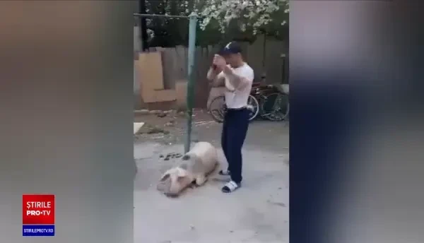 Imagini terifiante în Neamț. Un bărbat a ucis cu sadism un porc, după ce l-a lovit minute în șir cu un topor
