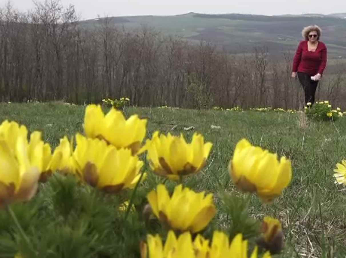 Bujorul galben, sau floarea care prevestește sărbătoarea Paștelui, pe dealurile de la Sânpetru de Câmpie