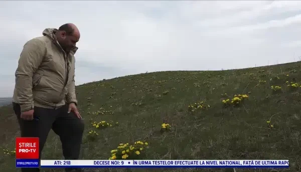 Bujorul galben, sau floarea care prevestește sărbătoarea Paștelui, pe dealurile de la Sânpetru de Câmpie