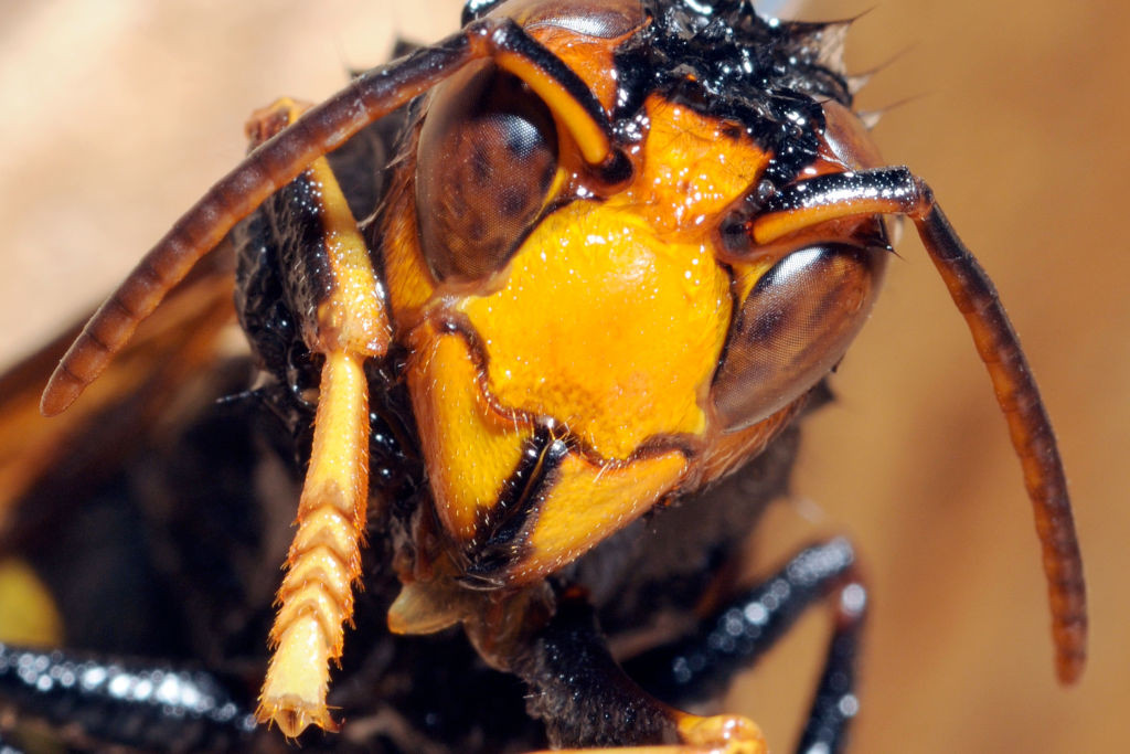 Viespile asiatice ucigașe invadează Marea Britanie. Vin din Franța, atrage atenția un expert