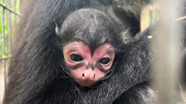 Un pui de maimuță s-a născut cu simbolul personajului "Batman" pe faţă