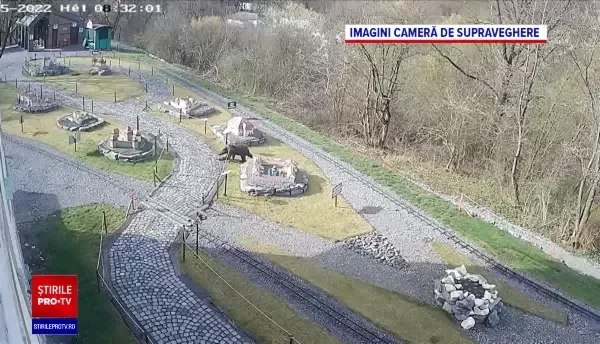 Din ce în ce mai mulți urși, văzuți pe străzile din România. Problemele aflate în dezbatere