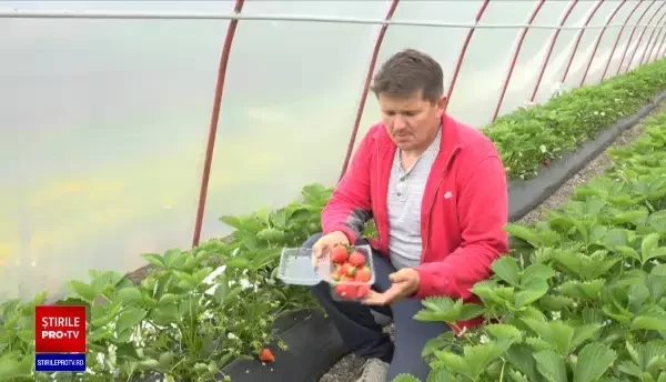 Căpșunile românești costă cât un kilogram de carne de vită: "Dar manânci ceva gustos"