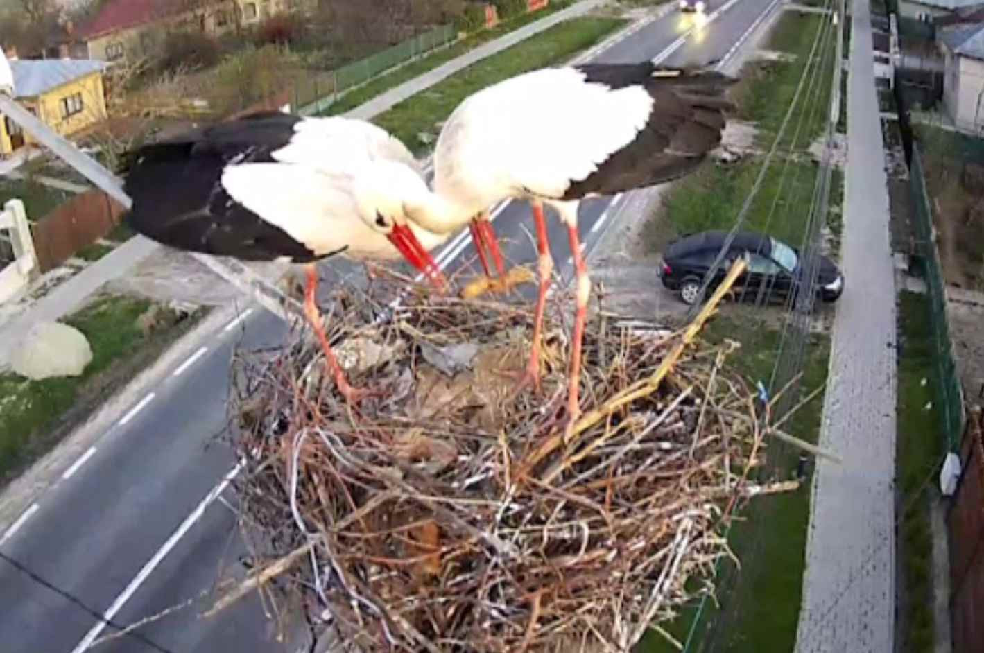 Berzele din Răcari sunt monitorizate video. Primăria transmite stream live