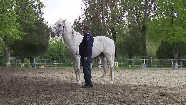 După 15 ani petrecuți în slujba jandarmilor călare, un armăsar pe nume Șarlatan este scos la pensie