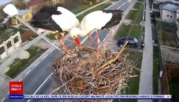 Berzele din Răcari sunt monitorizate video. Primăria transmite stream live