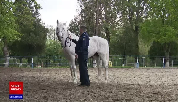 După 15 ani petrecuți în slujba jandarmilor călare, un armăsar pe nume Șarlatan este scos la pensie