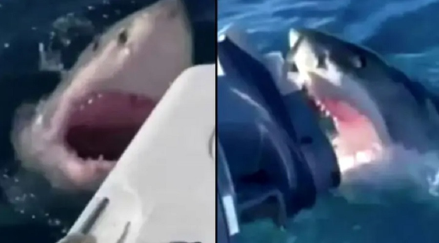 Un rechin alb a atacat barca unei familii din Australia timp de o oră. "A încercat să mănânce o bucată din motor". VIDEO