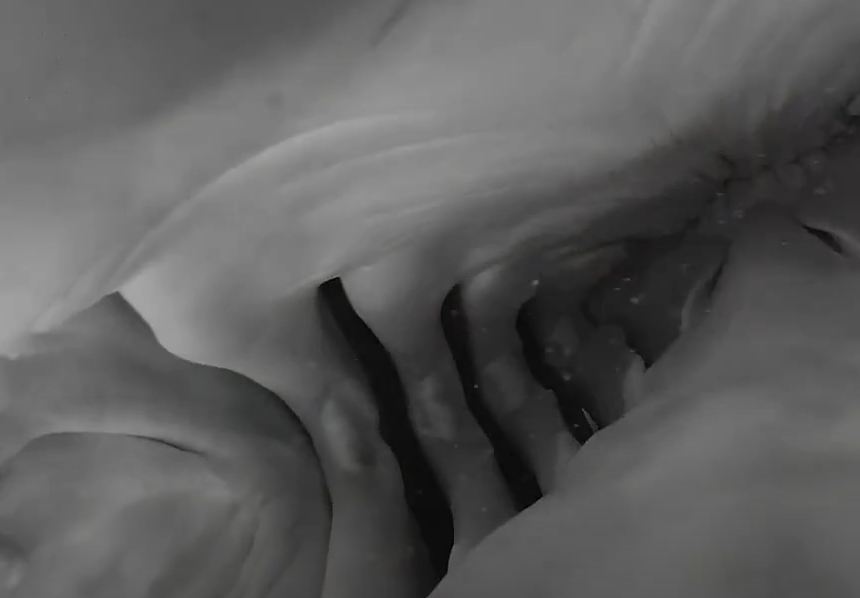 Momentul în care un rechin înghite o cameră de filmat. Ce se vede în imagini. VIDEO