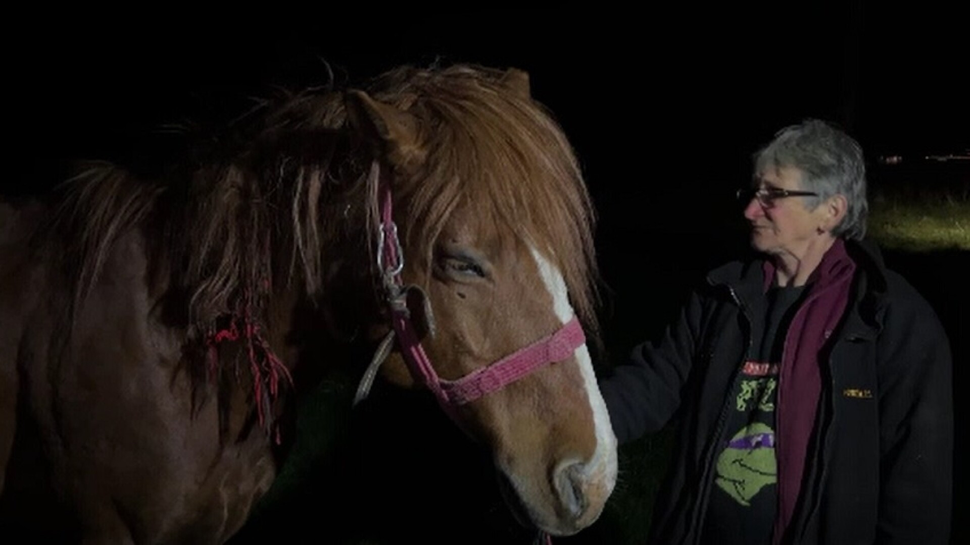 Un tren a întârziat aproape 140 de minute, după ce un cal a rămas blocat între șinele de cale ferată