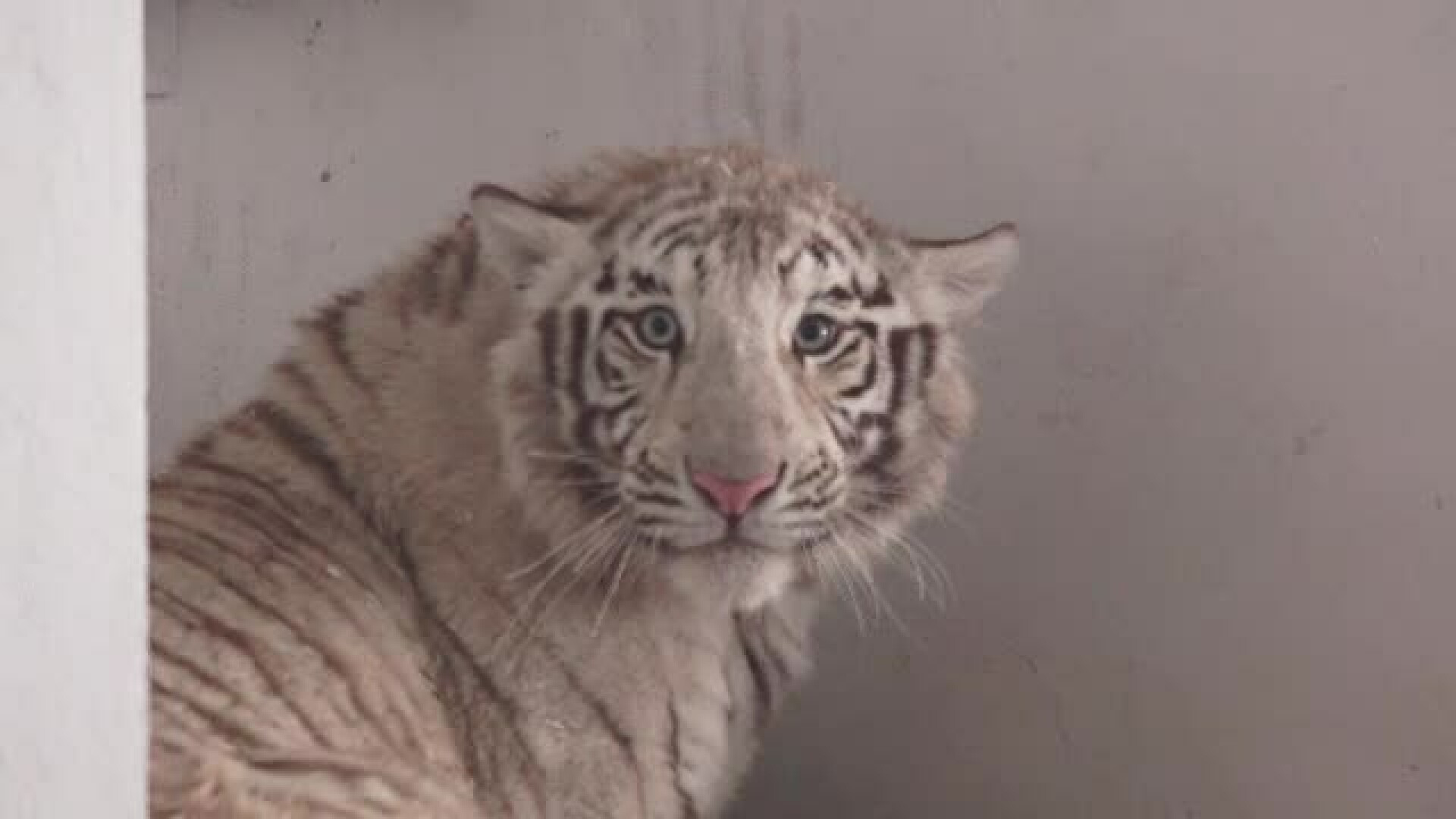 Doi tigri albi bengalezi, o specie rară, sunt noile vedete ale grădinii zologice Târgu-Mureș