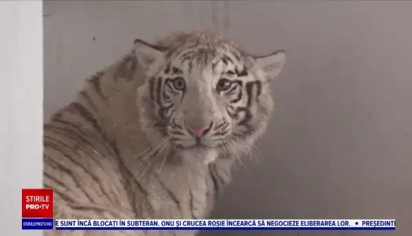 Doi tigri albi bengalezi, o specie rară, sunt noile vedete ale grădinii zologice Târgu-Mureș